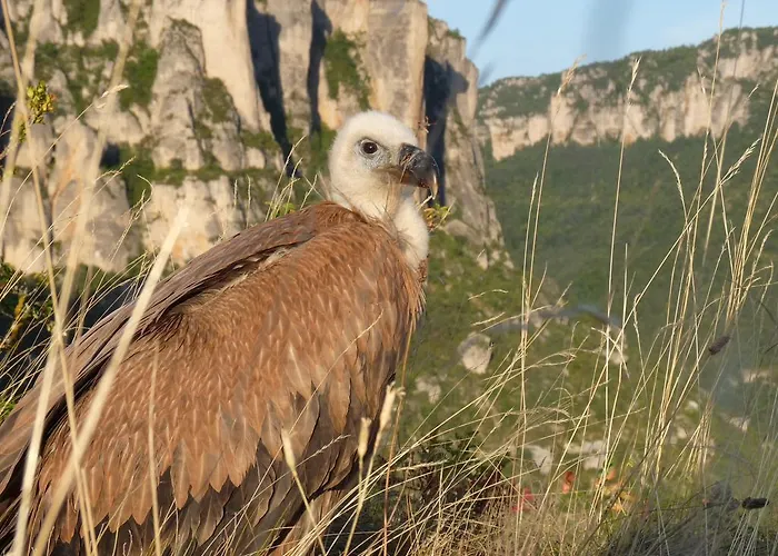 Couette-café La Muse Mostuéjouls