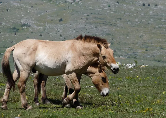 La Muse Отель типа 