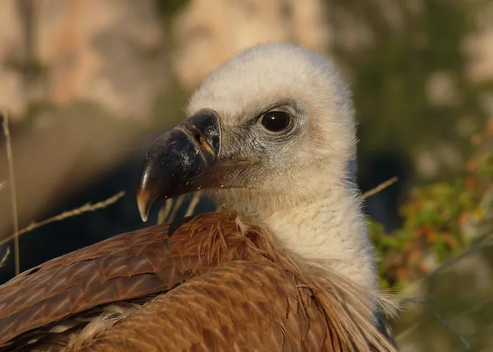 La Muse Отель типа 