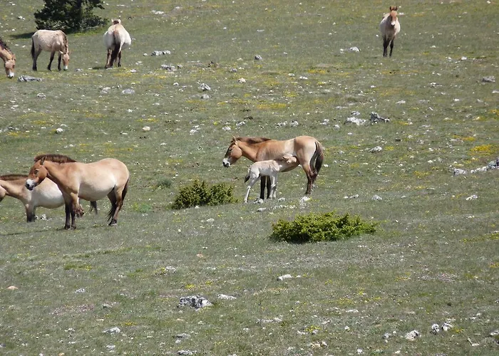La Muse Отель типа 